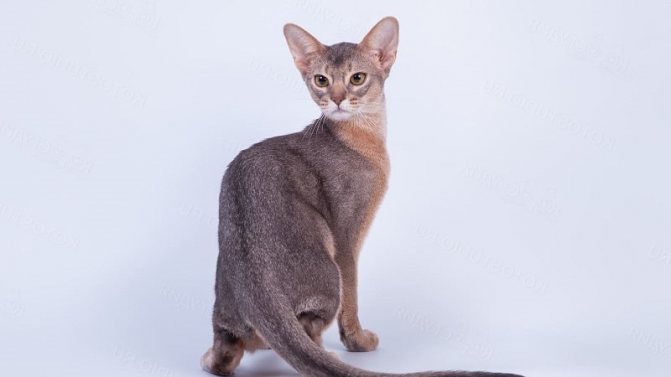 абиссинская кошка голубого окраса