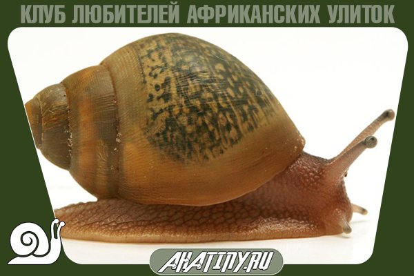 Ахатина ахатина: виды размножение питание и все о тигровой улитки