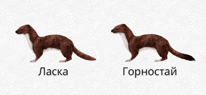 Чем отличается ласка от горностая