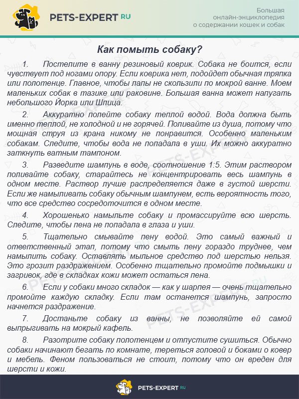 Как помыть собаку?