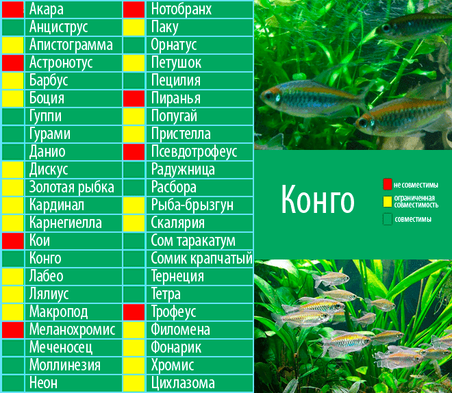 Конго совместимость с другими рыбами