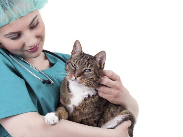 Кошка на руках у врача