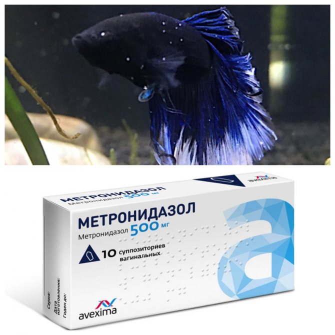 Лечение рыб метронидазолом