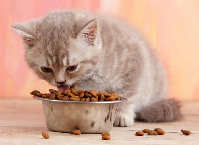 Можно ли кормить котенка взрослым кормом