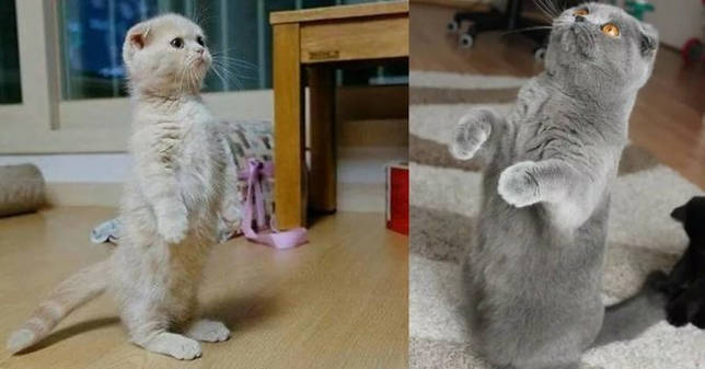Продолжительность жизни шотландской вислоухой кошки