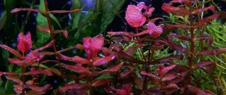 Ротала макрандра (Rotala macrandra): описание, содержание, фото и отзывы