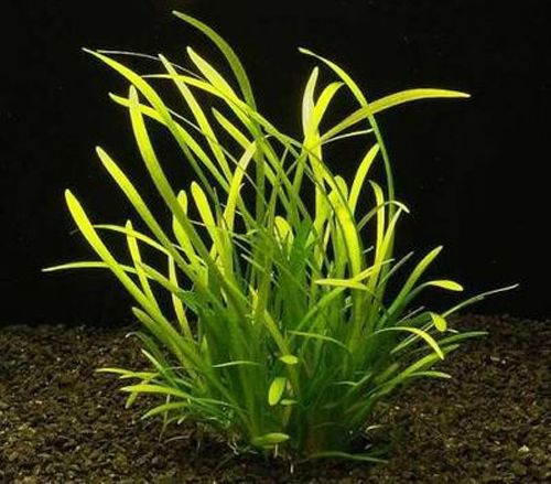 Сагиттария Шиловидная