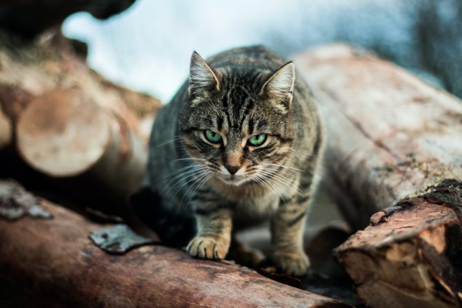 у кота отнимаются лапы при опухоли