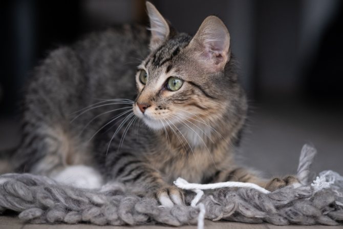 у кота отнимаются лапы при укусе клеща