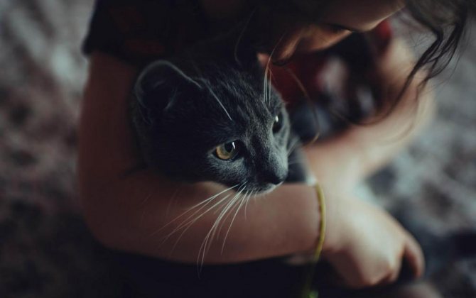 Видят ли кошки потусторонний мир