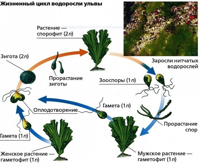 Жизненный цикл ульвы, фото
